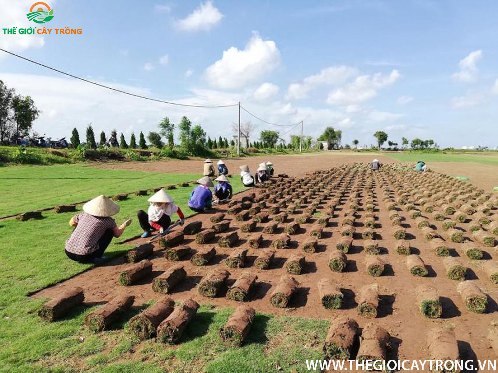 cỏ nhật hà nội