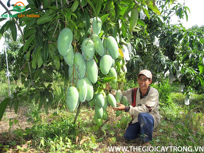 cây xoài đài loan