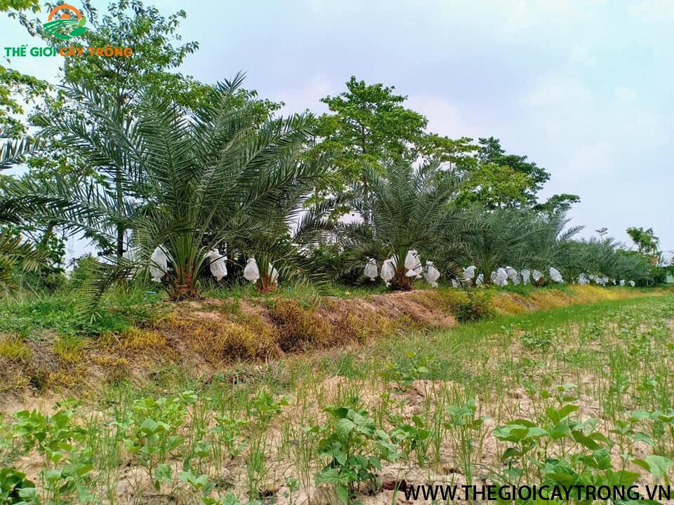 giống cây chà là trung đông