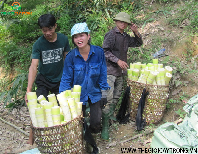 măng bát độ