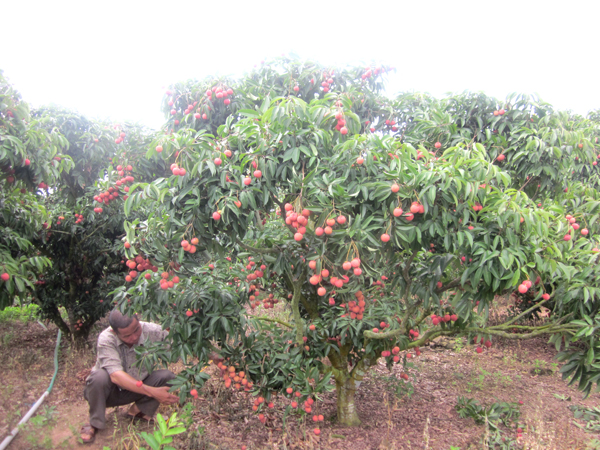 chùm vải thiều