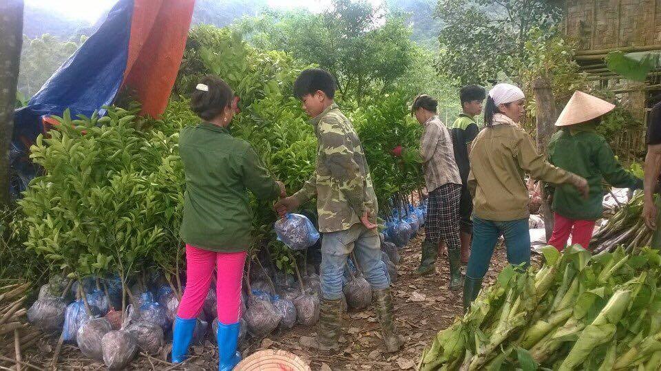 8 cách chăm sóc cây cảnh vào mùa hè