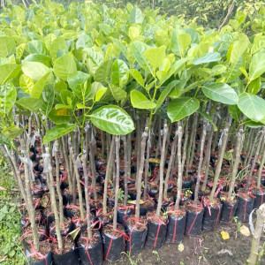 Giống cây mít Thái