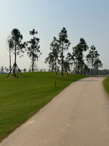 Cây Thông Caribe